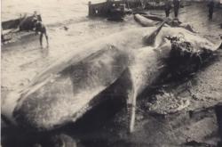 к\ф Слава  1954 г.
